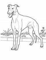 Coloring Greyhound Pages Getcolorings Dog sketch template