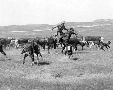 cowboy western cattle drive vintage photograph  retro images archive