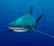 Image result for Black Pit Shark. Size: 111 x 95. Source: foodrecipestory.com