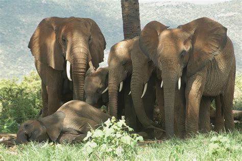 African Elephant Behavior
