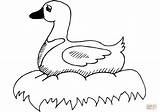 Duck Coloring Nest Ducks Pages Printable Drawing Supercoloring Categories sketch template