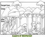 Rainforest Layers Amazon Coloring Facts Animals Drawing Canopy Forest Tropical Sketch Layer Emergent Clip Plants Activities Drawings Rain Printable Crafts sketch template