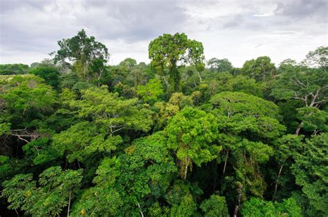 interessante feite oor die tropiese reenwoud omgewing gaan