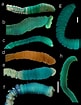 Afbeeldingsresultaten voor Notomastus latericeus Familie. Grootte: 81 x 105. Bron: www.researchgate.net