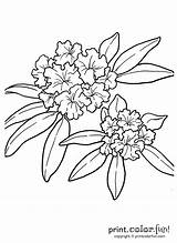 Flower Rhododendron Coloring State Drawing Clipart Tattoo Oregon Pages Flowers Print Tattoos Printcolorfun Edelweiss Coast Washington Colouring Color Google Drawings sketch template