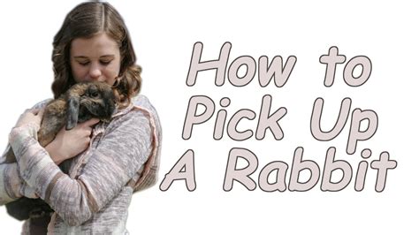 how to pick up and hold a rabbit youtube