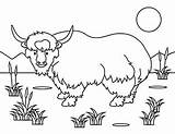Coloring Pages Yak sketch template