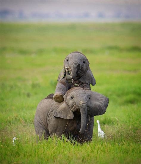 baby elephants rcute