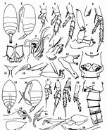 Afbeeldingsresultaten voor "diaixis Helenae". Grootte: 152 x 185. Bron: copepodes.obs-banyuls.fr