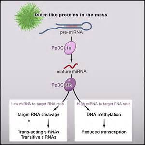 transcriptional control of gene expression by micrornas cell
