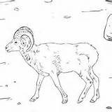 Sheep Coloring Rocky Mountain Bighorn Pages Color Wild Dall sketch template