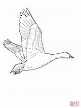 Goose Coloring Flying Pages Geese Drawing Printable Oie Nene Baby Color Snow Qui Neiges Des Getdrawings Getcolorings Drawings Paintingvalley Popular sketch template
