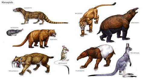 mammal  dinosaurs picture entitled marsupials description