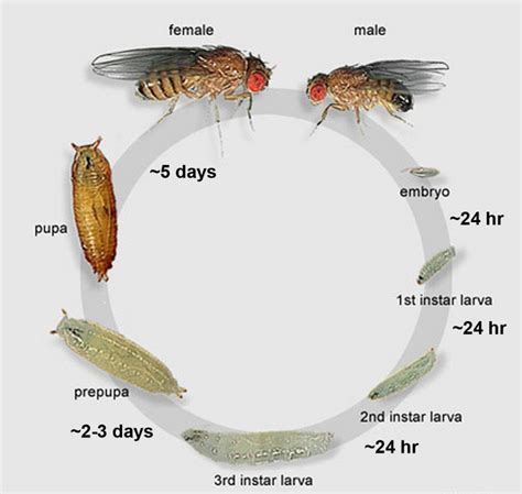 Life Cycle Of Drosophila Melanogaster Download Scientific Diagram