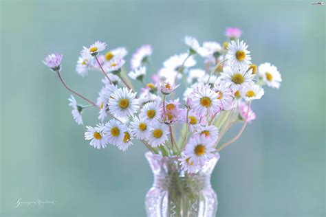 stokrotki biale kwiaty zdjecia