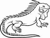 Iguana Drawing Coloring Pages Outline Colouring Clipart Printable Kids Color Print Cliparts Getdrawings Clipartmag Printablecolouringpages sketch template