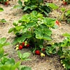 Bildresultat för Strawberry Plants. Storlek: 100 x 100. Källa: strawberryplants.org