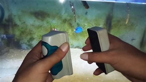 membersihkan kaca aquarium  berlumut jadi bening