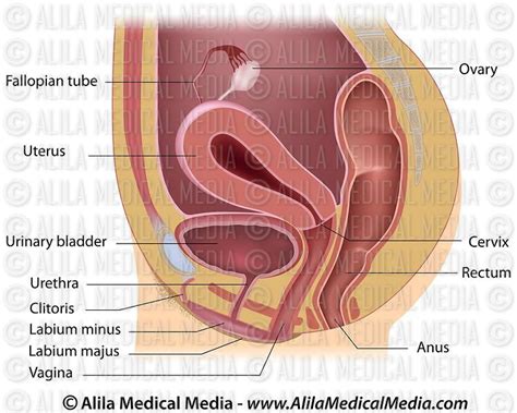 Alila Medical Media Female Reproductive System Median