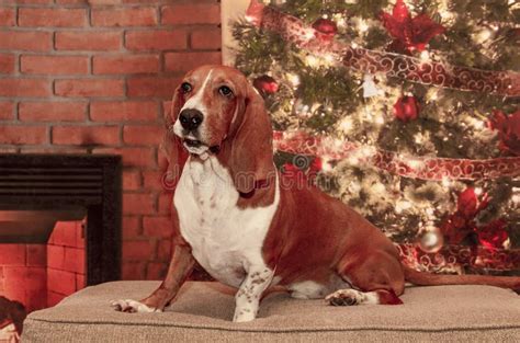 christmas hound stock image image  breed happy brown