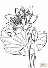 Lotus Coloring Pages Sacred Chinese Printable Drawing Watercolor Categories Work sketch template
