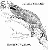 Chameleon Coloring Jackson Jacksons Lizard Basilisk Designlooter 53kb Comments sketch template