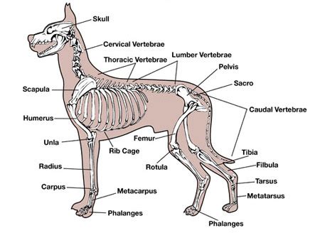 anatomy   dog  cat bothell pet hospital