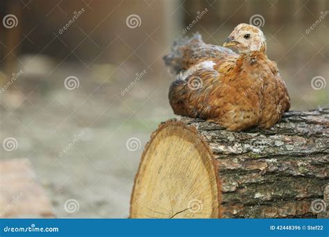 chicken sitting   log stock photo image  relaxation