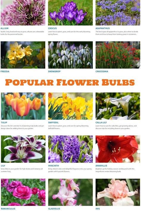 popular flower bulbs bulb flowers bulbs garden design popular flowers