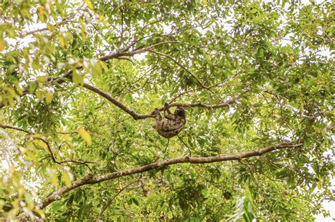 sloths in the amazon rainforest rainforest cruises