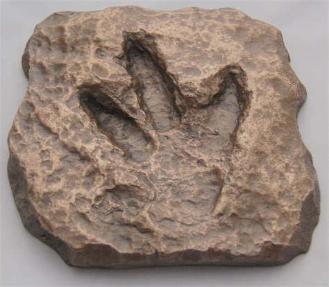 baby dinosaur footprint replica fossil jurassic age tyrannosaurus ebay