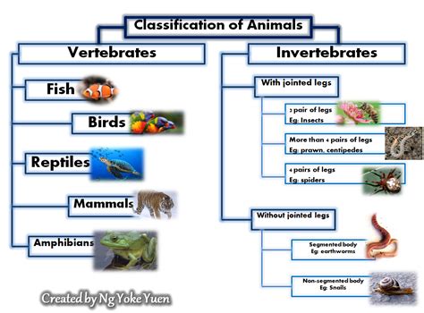 animals classification  animals