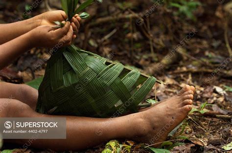 Huaorani Indian Girl Making A Basket From Palm Leaves Which Will Be