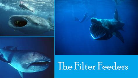 filter feeder alchetron   social encyclopedia