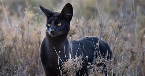 whats  deal  kenyas pitch black wild cats natural world earth touch news