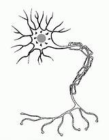 Neuron Unlabeled Nerve Cerebro Neurona Neuronas Neurociencia Nervioso Neuronios sketch template
