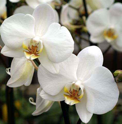 phalaenopsis twin stem white moth orchid complete  classic
