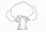 Drzewa Kolorowanki Dzieci Rysunek Drzewo Kolorowanka Druku Darmowe Obraz Malowanki Ugu sketch template
