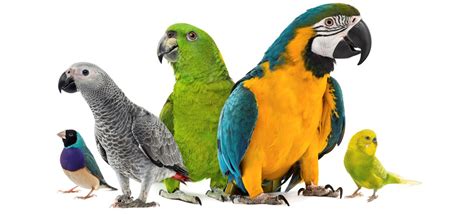 colorful facts  birds fact retrievercom