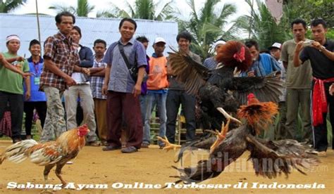 sabung ayam  terbesar  indonesia bandar terbaik