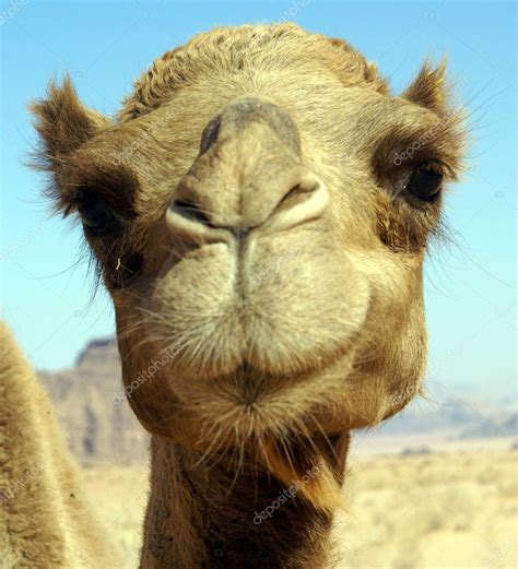 face  camel face  camel stock photo  shanin