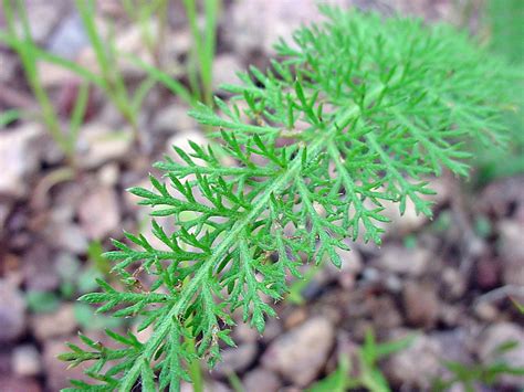 vascular plants   gila wilderness achillea millefolium