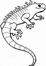 Iguana Coloring Pages Printable Template Sketch sketch template