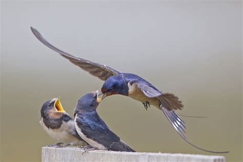 barn swallow hirundo rustica adult male in flight feeding fledged