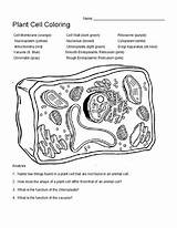 Cell Coloring Worksheets Desalas sketch template