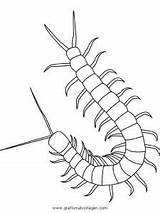 Centipede Regenwurm Insekten Cienpies Insecte Millepiedi Imprimer Coloriage Cien Pattes Malvorlage Kolorowanki Robaki Owady Insect Insectes Insects Colorier Tiere Animali sketch template