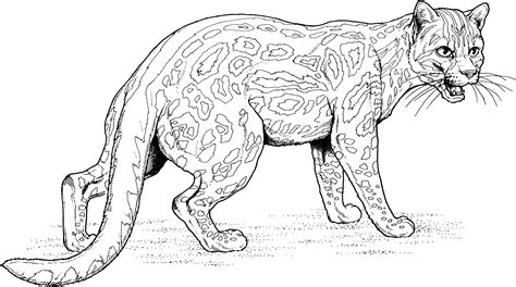 big cats coloring pages belinda berubes coloring pages