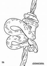 Serpent Boa Coloriage Amazonie Coloriages Tous Sauvages Imprimer Serpents Sauvage Couleurs Colorier Immense Facile Amazone Manque Hellokids Joli sketch template