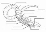 Anatomy Coloring Earthworm Pages Worksheet Answers Getcolorings Dissection Color Printable Getdrawings sketch template