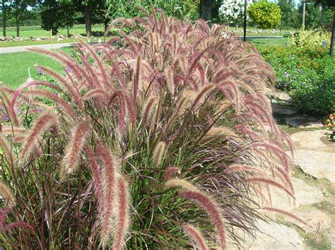 grow ornamental grasses growing caring  ornamental grass